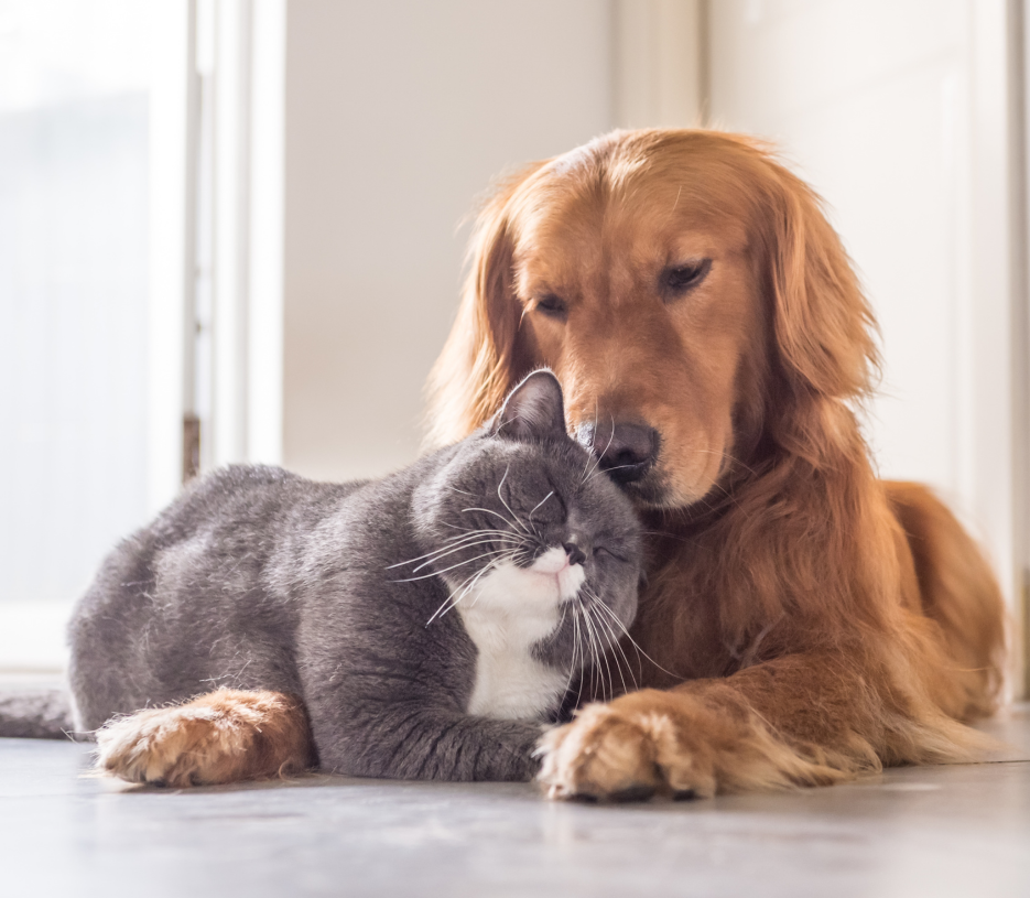 cat-dog-pet